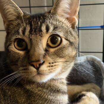 Sweets -  Domestic Short Hair Cat for Adoption in Vallejo, California - Sweets | PetCurious