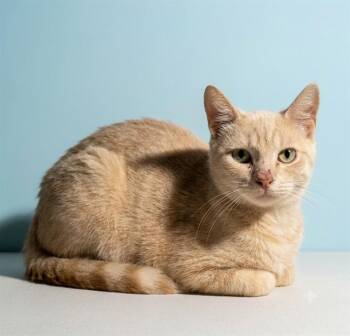 BRENDA -  Domestic Short Hair Cat for Adoption in Jacksonville, Florida - BRENDA | PetCurious