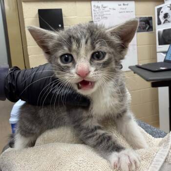 Bebe -  Domestic Medium Hair Cat for Adoption in Winston-salem, North Carolina - Bebe | PetCurious