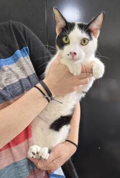Rescue Domestic Short Hair Cats for Adoption in Dickson, Tennessee - Carlos | PetCurious