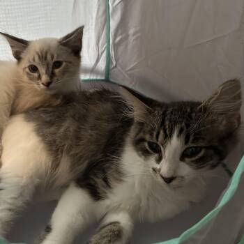 Betelgeuse Ask to Meet In Foster -  Domestic Short Hair Cat for Adoption in Elyria, Ohio - Betelgeuse Ask To Meet In Foster | PetCurious