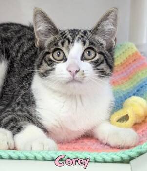 Corey -  Domestic Short Hair Cat for Adoption in Mason, Michigan - Corey | PetCurious