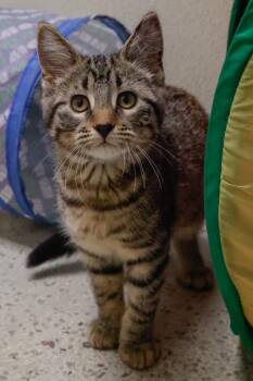 Lucy -  Domestic Short Hair Cat for Adoption in Verona, Wisconsin - Lucy | PetCurious