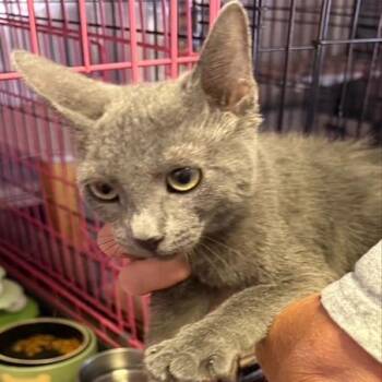 Domestic Short Hair and Russian Blue Cats Available for Adoption in Arizona City, Arizona - F-Rey | PetCurious