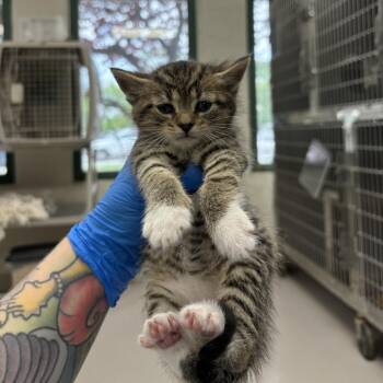 Ron -  Domestic Short Hair Cat for Adoption in Indianapolis, Indiana - Ron | PetCurious
