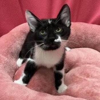 Orzo -  Domestic Short Hair Cat for Adoption in Green Valley, Arizona - Orzo | PetCurious
