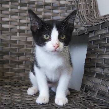 Hazel -  Domestic Short Hair Cat for Adoption in Ponca City, Oklahoma - Hazel | PetCurious