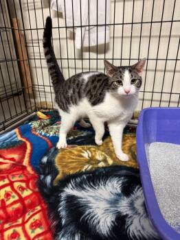 Charlie Bucket -  Domestic Short Hair Cat for Adoption in Port Jervis, New York - Charlie Bucket | PetCurious