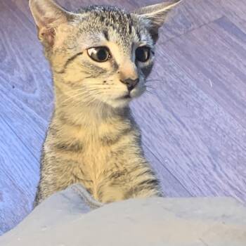 Rescue Domestic Short Hair Cats for Adoption in Little River, South Carolina - Harper&Hazel | PetCurious