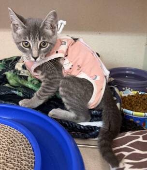 Sincere -  Domestic Short Hair Cat for Adoption in Salem, New Hampshire - Sincere | PetCurious