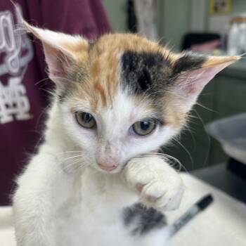 Meenie -  Domestic Short Hair Cat for Adoption in West Point, Mississippi - Meenie | PetCurious