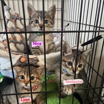 Domestic Short Hair Cats Available for Adoption in Westminster, California - Lyon | PetCurious