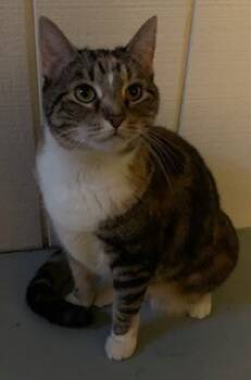Rescue Domestic Short Hair Cats for Adoption - Snickers | PetCurious
