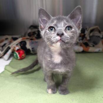 Justice -  Domestic Short Hair Cat for Adoption in Michigan City, Indiana - Justice | PetCurious