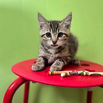 Assembly -  Domestic Short Hair Cat for Adoption in Brownsboro, Alabama - Assembly | PetCurious