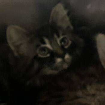 Kabuki -  Domestic Long Hair Cat for Adoption in Veneta, Oregon - Kabuki | PetCurious