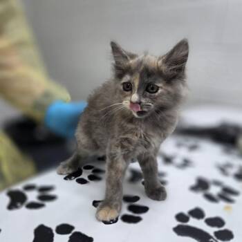 Domestic Long Hair Cats Available for Adoption in Incline Village, Nevada - Queso | PetCurious