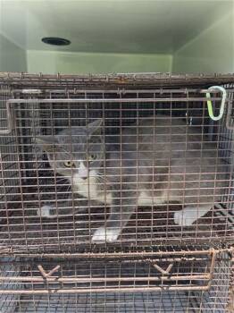 A658592 -  Domestic Short Hair Cat for Adoption in Houston, Texas - A658592 | PetCurious