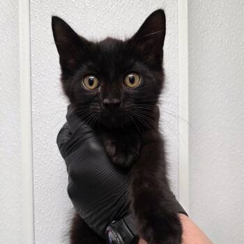 Pecan Pie -  Domestic Medium Hair Cat for Adoption in Abilene, Texas - Pecan Pie | PetCurious