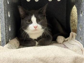STERLING -  Domestic Short Hair Cat for Adoption in Colorado Springs, Colorado - STERLING | PetCurious