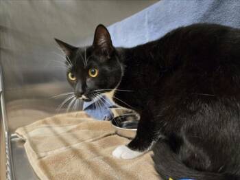 MONEY -  Domestic Short Hair Cat for Adoption in Derwood, Maryland - MONEY | PetCurious