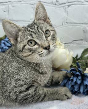 Parsley - The Professional Snuggler -  Domestic Short Hair Cat for Adoption in Ocean Springs, Mississippi - Parsley - The Professional Snuggler | PetCurious