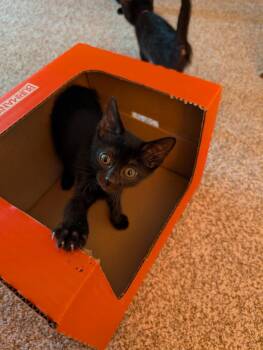 Domestic Short Hair Cats Available for Adoption - Gemelli | PetCurious