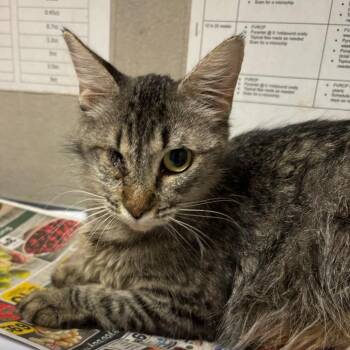 Domestic Short Hair Cats Available for Adoption in Yuma, Arizona - Tabitha | PetCurious