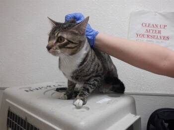 RUMPEL -  Domestic Short Hair Cat for Adoption in Oroville, California - RUMPEL | PetCurious