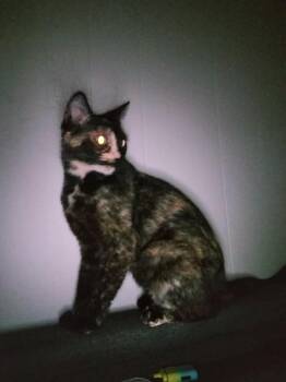 Rescue Tortoiseshell Cats for Adoption in Murrells Inlet, South Carolina - Coco | PetCurious