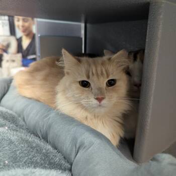 Saffron -  Domestic Medium Hair Cat for Adoption in Canton, North Carolina - Saffron | PetCurious