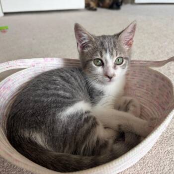 Tinker Bell -  American Shorthair Cat for Adoption in Sandy Springs, Georgia - Tinker Bell | PetCurious