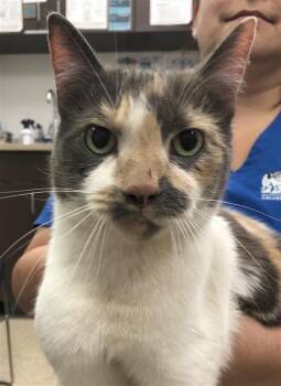 Rescue Domestic Short Hair Cats for Adoption in Prince Frederick, Maryland - Possum | PetCurious