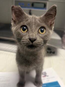Vanna Gogh -  Domestic Short Hair Cat for Adoption in Henderson, North Carolina - Vanna Gogh | PetCurious