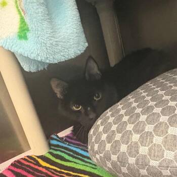 Domestic Short Hair Cats Available for Adoption in Brockton, Massachusetts - Blackey | PetCurious