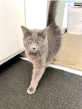 Rescue Domestic Long Hair Cats for Adoption in Pittsburgh, Pennsylvania - Anastasia | PetCurious