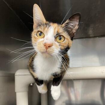 Cocoa -  Domestic Short Hair Cat for Adoption in Roanoke, Virginia - Cocoa | PetCurious