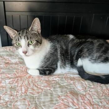 Hibiscus - Gentle & Sweet -  Domestic Short Hair Cat for Adoption in Hamilton, Ontario - Hibiscus - Gentle & Sweet | PetCurious