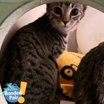 Domestic Short Hair Cats Available for Adoption - Flannel | PetCurious