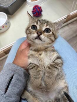 Sansa -  Domestic Short Hair Cat for Adoption in Valley Park, Oklahoma - Sansa | PetCurious