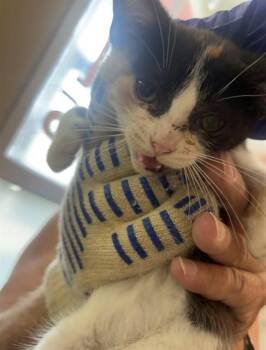 A799845 -  Domestic Short Hair Cat for Adoption in Louisville, Kentucky - A799845 | PetCurious