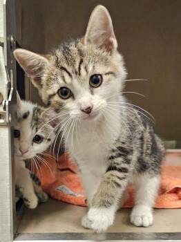 INDIGO -  Domestic Short Hair Cat for Adoption in Clyde, North Carolina - INDIGO | PetCurious