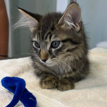 Diego -  Domestic Medium Hair Cat for Adoption in Cumming, Georgia - Diego | PetCurious