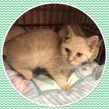 CASPER -  Domestic Short Hair Cat for Adoption in Buckhannon, West Virginia - CASPER | PetCurious