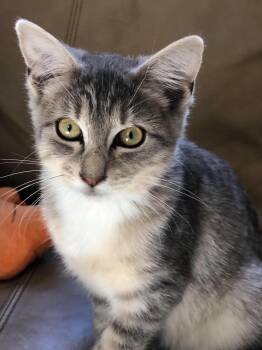 Cricket -  Domestic Short Hair Cat for Adoption in Elkins, West Virginia - Cricket | PetCurious