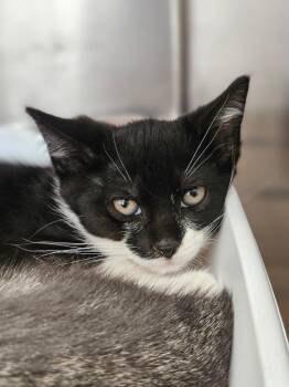 Kelly -  Domestic Short Hair Cat for Adoption in Pomona, New York - Kelly | PetCurious