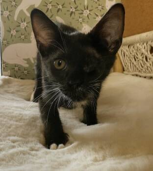 Rescue Domestic Short Hair Cats for Adoption in Lakeport, California - Willie | PetCurious