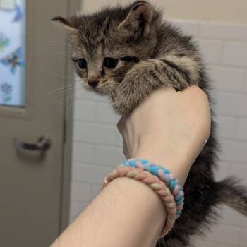 Domestic Short Hair Cats Available for Adoption in Pittsburgh, Pennsylvania - Sunny | PetCurious