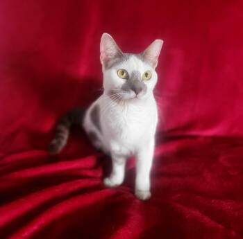 Domestic Short Hair Cats Available for Adoption in San Juan, San Juan - Alondra | PetCurious