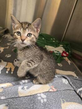 Thunderstorm -  Domestic Short Hair Cat for Adoption in Cambridge, Maryland - Thunderstorm | PetCurious